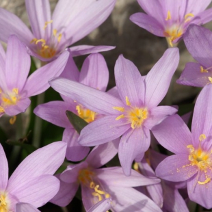 Colchicum baytopiorum